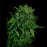 AUTO VIP fem x 3