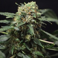 Auto big devil x 5 fem. (FGS)