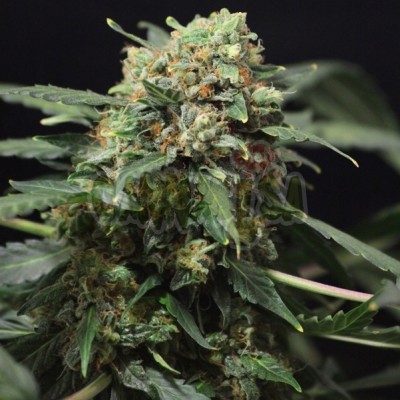 Auto big devil x 5 fem. (FGS)
