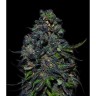 Taison Auto x 3 fem 