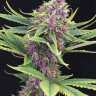 Purple Kush