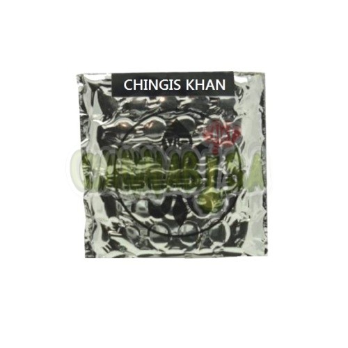 CHINGIS KHAN x 5 fem 