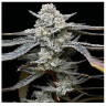 Lemon Cherry Gelato