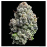 Lemon Cherry Gelato