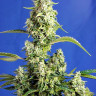 Gorilla Girl XL Auto
