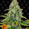 Blueberry Cheese Auto
