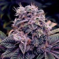 Auto Blueberry x 5 fem. (FGS)