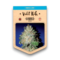 Violet Kush Seeds 15+8