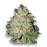 Violet Kush Seeds 15+8