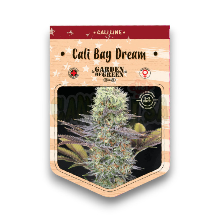 Cali Bay Dream 15+8