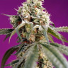 Bruce Banner Auto